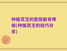 种植灵芝的套路都有哪些(种植灵芝的技巧分享)