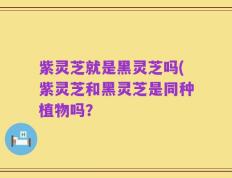 紫灵芝就是黑灵芝吗(紫灵芝和黑灵芝是同种植物吗？