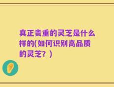 真正贵重的灵芝是什么样的(如何识别高品质的灵芝？)