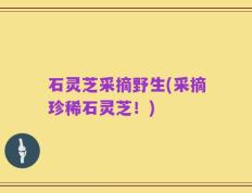 石灵芝采摘野生(采摘珍稀石灵芝！)