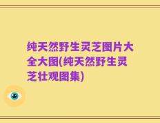 纯天然野生灵芝图片大全大图(纯天然野生灵芝壮观图集)