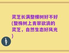 灵芝长满整棵树好不好(整株树上青翠欲滴的灵芝，自然生态好风光)