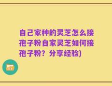 自己家种的灵芝怎么接孢子粉自家灵芝如何接孢子粉？分享经验)