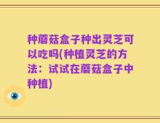 种蘑菇盒子种出灵芝可以吃吗(种植灵芝的方法：试试在蘑菇盒子中种植)