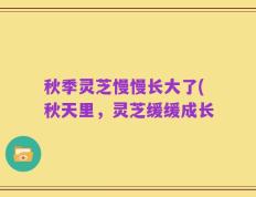 秋季灵芝慢慢长大了(秋天里，灵芝缓缓成长