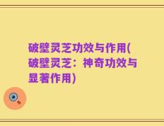 破壁灵芝功效与作用(破壁灵芝：神奇功效与显著作用)