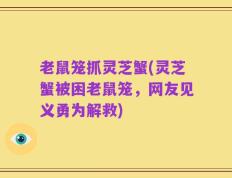 老鼠笼抓灵芝蟹(灵芝蟹被困老鼠笼，网友见义勇为解救)