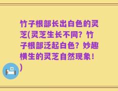 竹子根部长出白色的灵芝(灵芝生长不同？竹子根部泛起白色？妙趣横生的灵芝自然现象！)