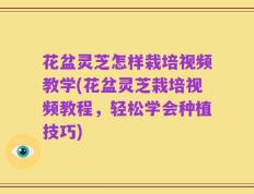 花盆灵芝怎样栽培视频教学(花盆灵芝栽培视频教程，轻松学会种植技巧)