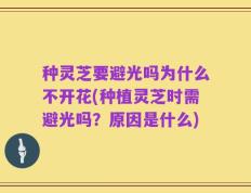 种灵芝要避光吗为什么不开花(种植灵芝时需避光吗？原因是什么)