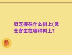 灵芝接在什么树上(灵芝寄生在哪种树上？