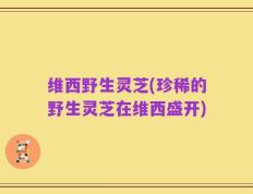维西野生灵芝(珍稀的野生灵芝在维西盛开)