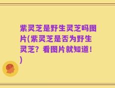 紫灵芝是野生灵芝吗图片(紫灵芝是否为野生灵芝？看图片就知道！)