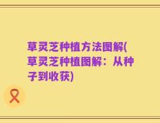 草灵芝种植方法图解(草灵芝种植图解：从种子到收获)