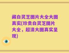 藏白灵芝图片大全大图真实(珍贵白灵芝图片大全，超清大图真实呈现)
