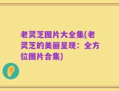 老灵芝图片大全集(老灵芝的美丽呈现：全方位图片合集)
