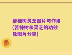 苦楝树灵芝图片与作用(苦楝树和灵芝的功效及图片分享)