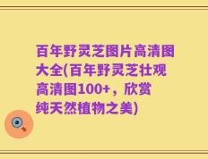 百年野灵芝图片高清图大全(百年野灵芝壮观高清图100+，欣赏纯天然植物之美)