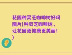 花园种灵芝咖啡树好吗图片(种灵芝咖啡树，让花园更健康更美丽！)