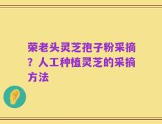 荣老头灵芝孢子粉采摘？人工种植灵芝的采摘方法