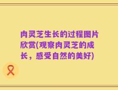 肉灵芝生长的过程图片欣赏(观察肉灵芝的成长，感受自然的美好)