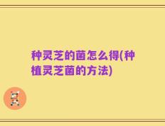 种灵芝的菌怎么得(种植灵芝菌的方法)