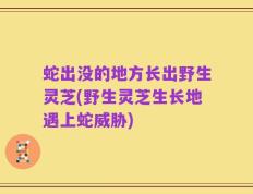 蛇出没的地方长出野生灵芝(野生灵芝生长地遇上蛇威胁)