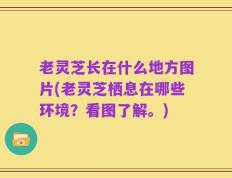 老灵芝长在什么地方图片(老灵芝栖息在哪些环境？看图了解。)