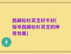 西藏松杉灵芝好不好(探寻西藏松杉灵芝的神奇效果)