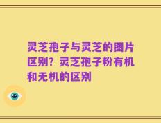 灵芝孢子与灵芝的图片区别？灵芝孢子粉有机和无机的区别