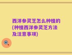 西洋参灵芝怎么种植的(种植西洋参灵芝方法及注意事项)