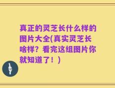 真正的灵芝长什么样的图片大全(真实灵芝长啥样？看完这组图片你就知道了！)
