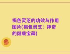 褐色灵芝的功效与作用图片(褐色灵芝：神奇的健康宝藏)