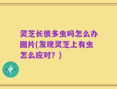 灵芝长很多虫吗怎么办图片(发现灵芝上有虫怎么应对？)