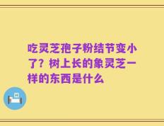 吃灵芝孢子粉结节变小了？树上长的象灵芝一样的东西是什么
