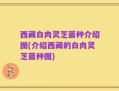 西藏白肉灵芝菌种介绍图(介绍西藏的白肉灵芝菌种图)