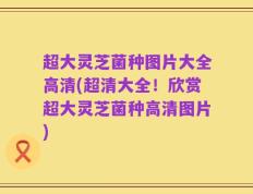超大灵芝菌种图片大全高清(超清大全！欣赏超大灵芝菌种高清图片)