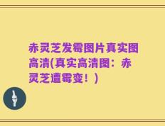 赤灵芝发霉图片真实图高清(真实高清图：赤灵芝遭霉变！)