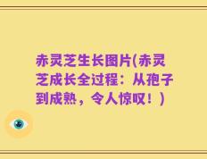 赤灵芝生长图片(赤灵芝成长全过程：从孢子到成熟，令人惊叹！)
