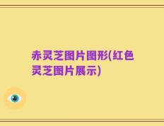 赤灵芝图片图形(红色灵芝图片展示)