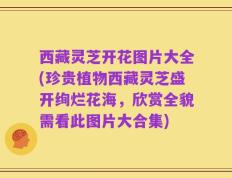 西藏灵芝开花图片大全(珍贵植物西藏灵芝盛开绚烂花海，欣赏全貌需看此图片大合集)