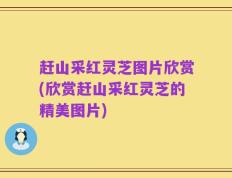 赶山采红灵芝图片欣赏(欣赏赶山采红灵芝的精美图片)