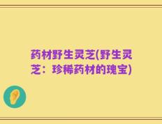 药材野生灵芝(野生灵芝：珍稀药材的瑰宝)