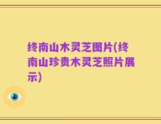 终南山木灵芝图片(终南山珍贵木灵芝照片展示)