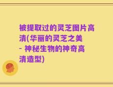 被提取过的灵芝图片高清(华丽的灵芝之美 - 神秘生物的神奇高清造型)