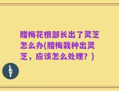 腊梅花根部长出了灵芝怎么办(腊梅栽种出灵芝，应该怎么处理？)