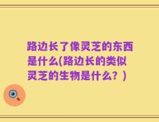 路边长了像灵芝的东西是什么(路边长的类似灵芝的生物是什么？)
