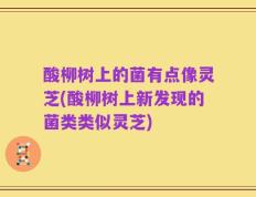酸柳树上的菌有点像灵芝(酸柳树上新发现的菌类类似灵芝)