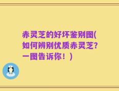 赤灵芝的好坏鉴别图(如何辨别优质赤灵芝？一图告诉你！)