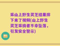 采山上野生灵芝结果摔下来了视频(山上野生灵芝采摘者不幸坠落，引发安全警示)